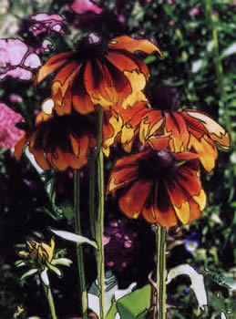 large cone flower drawing